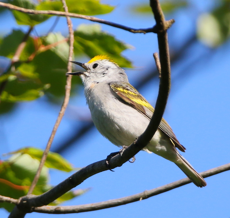 Burket’s warbler.